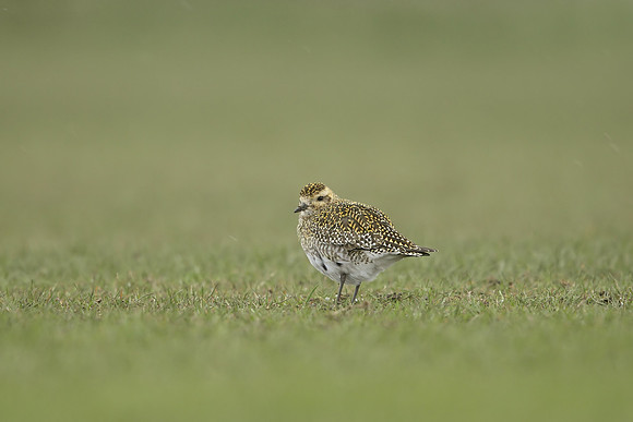 Golden Plover
