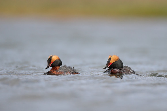 Slavonian Grebe