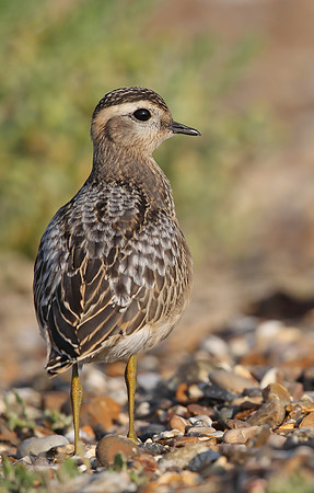 Dotterel