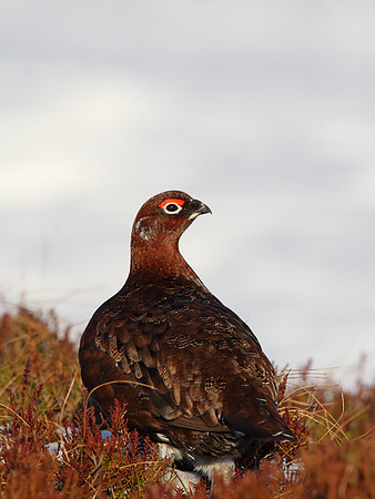 Red Grouse