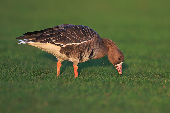 White-fronted Goose