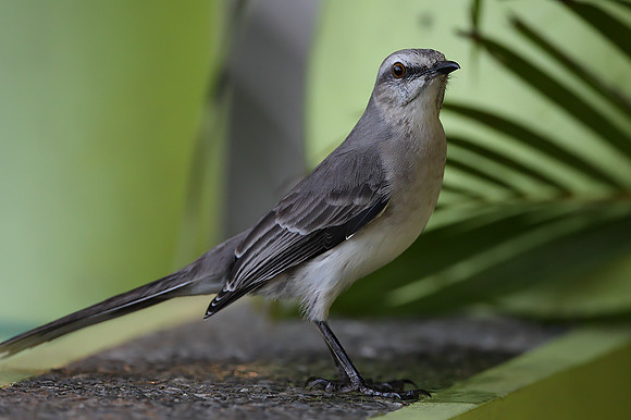Tropical Mockingbird