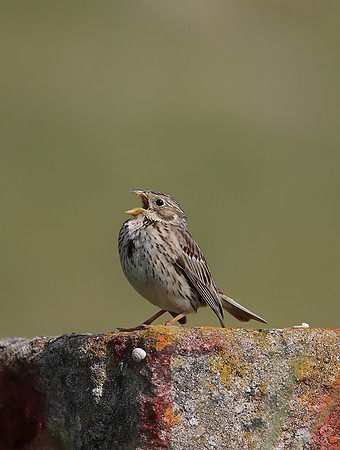 Corn Bunting
