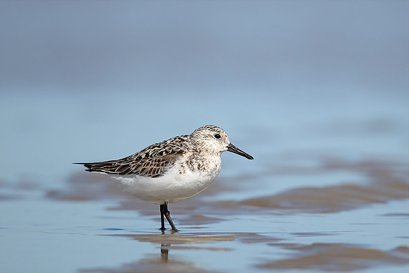 Sanderling