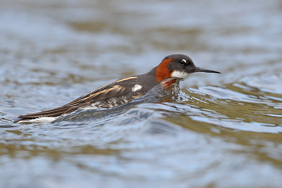 Red-necked Phalarope
