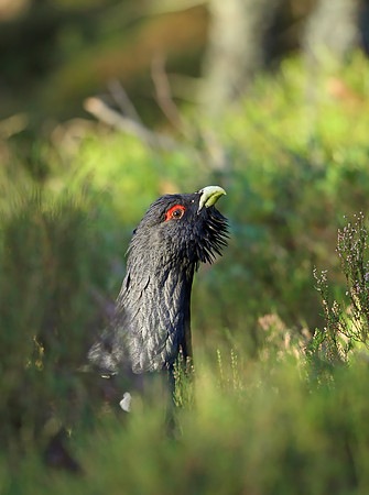 Capercaillie