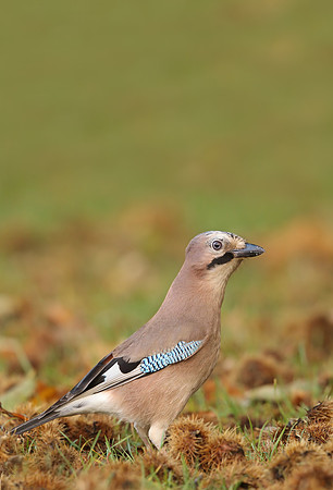 Jay