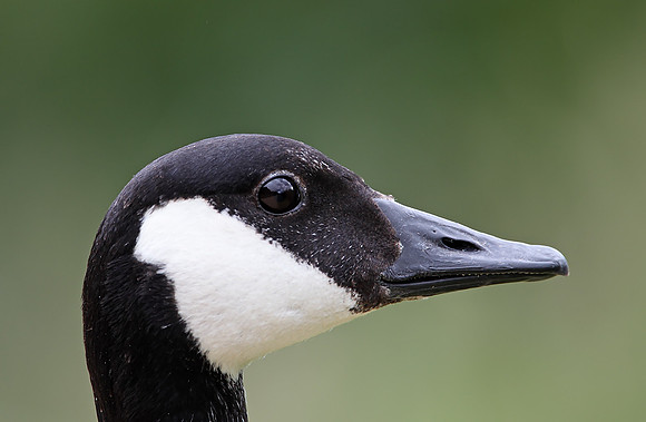 Canada Goose