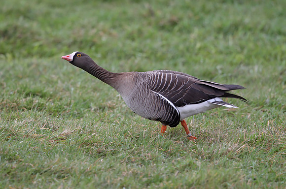 Lesser White-fronted Goose