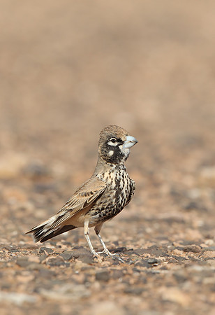 Thick-billed Lark