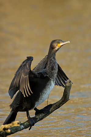Cormorant