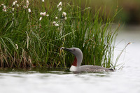 Red-throated Diver