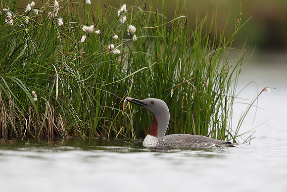 Red-throated Diver