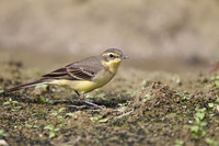 Wagtails and Pipits