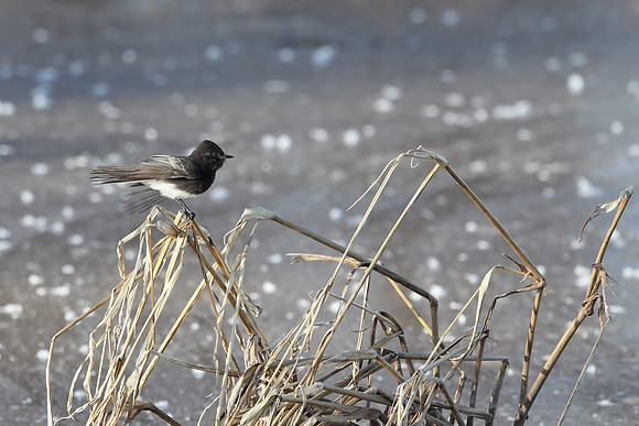 Black Phoebe