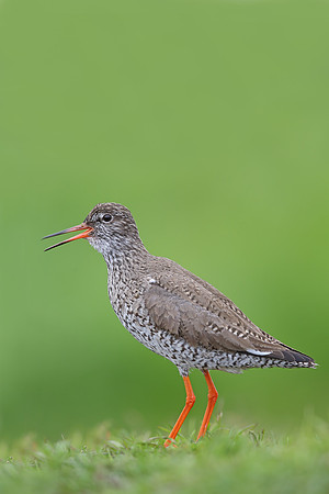 Redshank