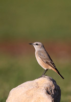 Red-tailed Wheatear