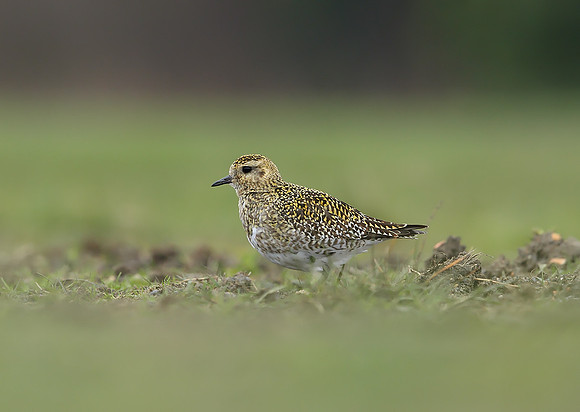 Golden Plover