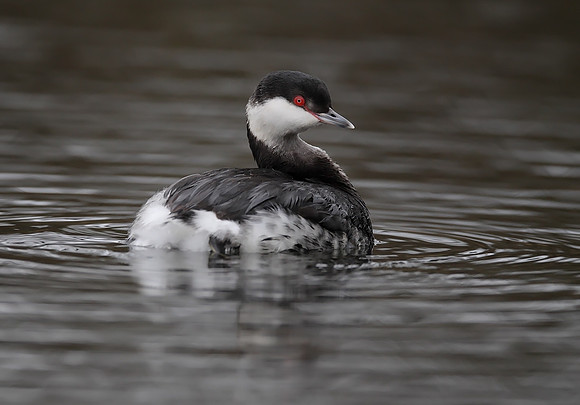 Slavonian Grebe