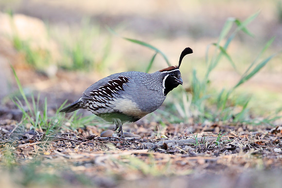 Gambel's Quail