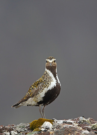 Golden Plover