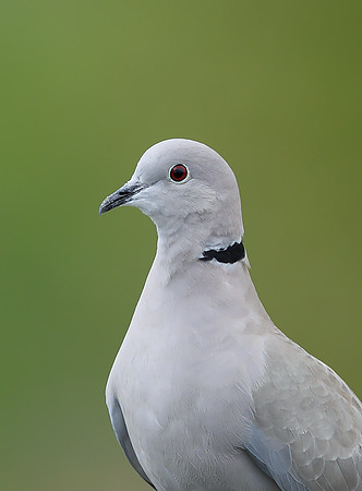 Collared Dove