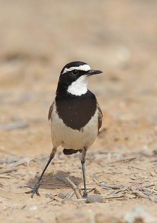 Capped Wheatear