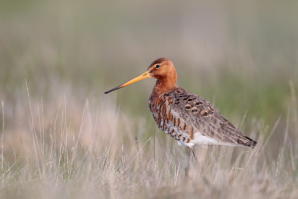 Black-tailed Godwit