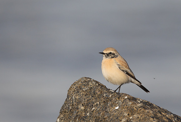 Desert Wheatear