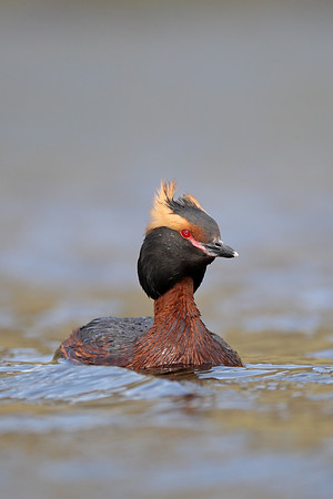 Slavonian Grebe