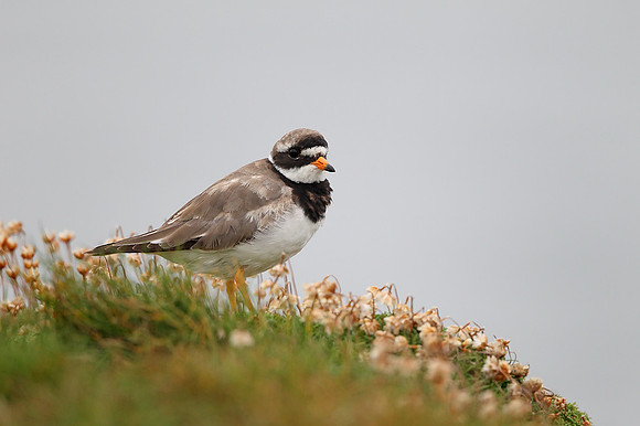 Ringed Plover