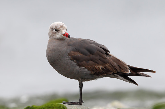 Heermann's Gull