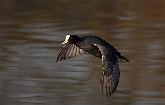 Coot