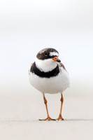 Plovers