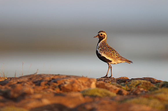 Golden Plover