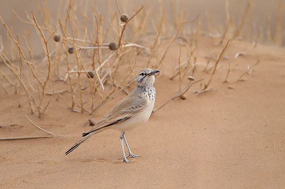 Hoopoe Lark