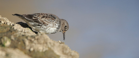 Purple Sandpiper