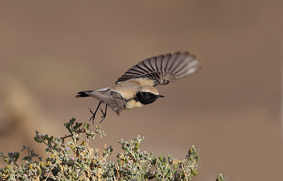 Desert Wheatear