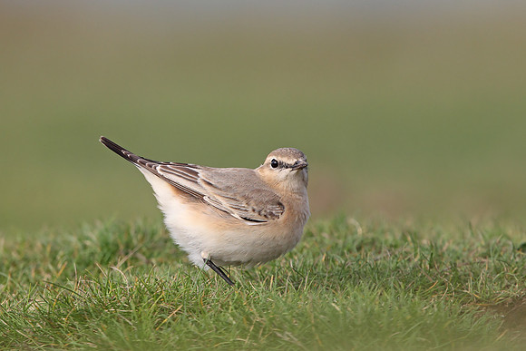 Isabelline Wheatear