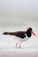 American Oystercatcher