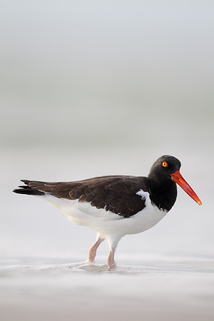 American Oystercatcher