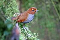 Bicoloured Antpitta