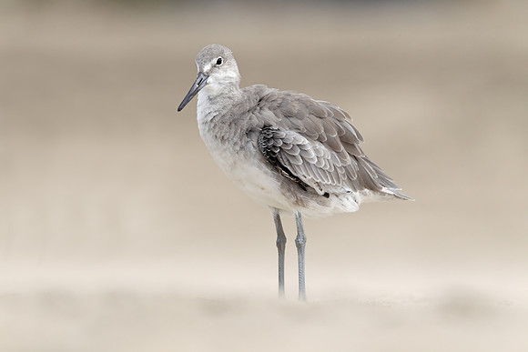 Willet