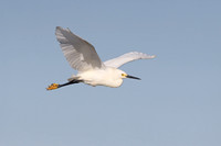 Snowy Egret