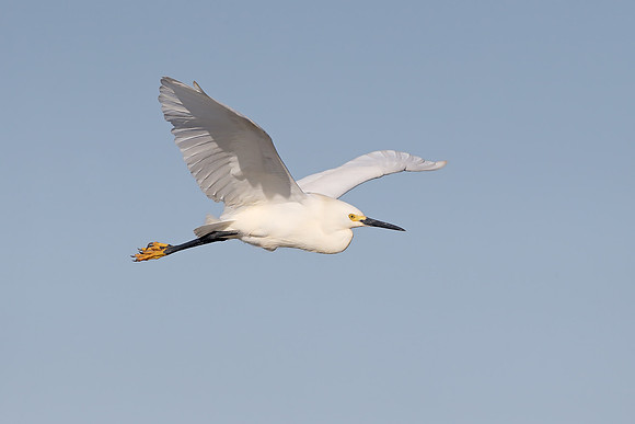 Snowy Egret