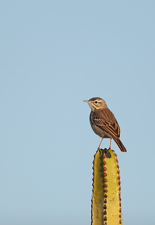 Berthelot's Pipit