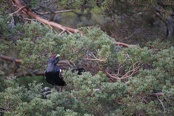 Capercaillie