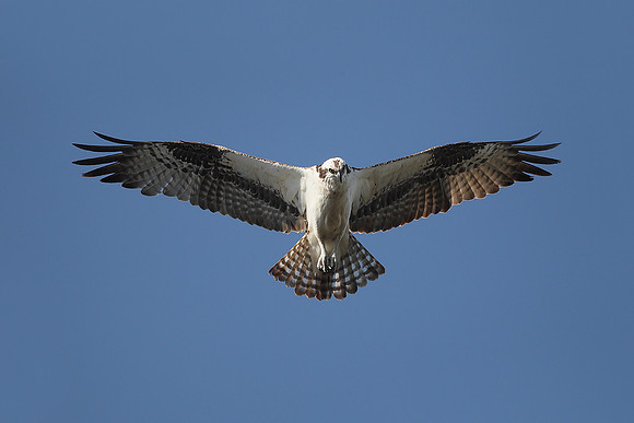 Osprey