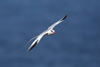 Red-billed Tropicbird