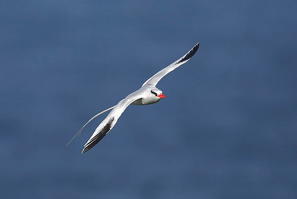 Red-billed Tropicbird